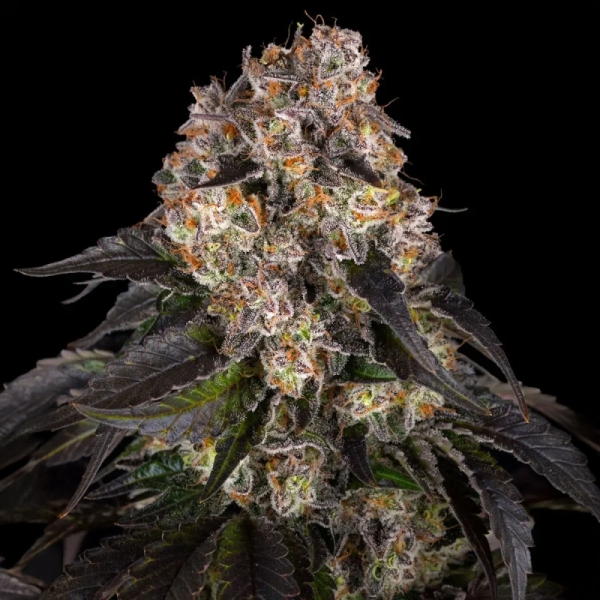 BF Girl Scout Cookies