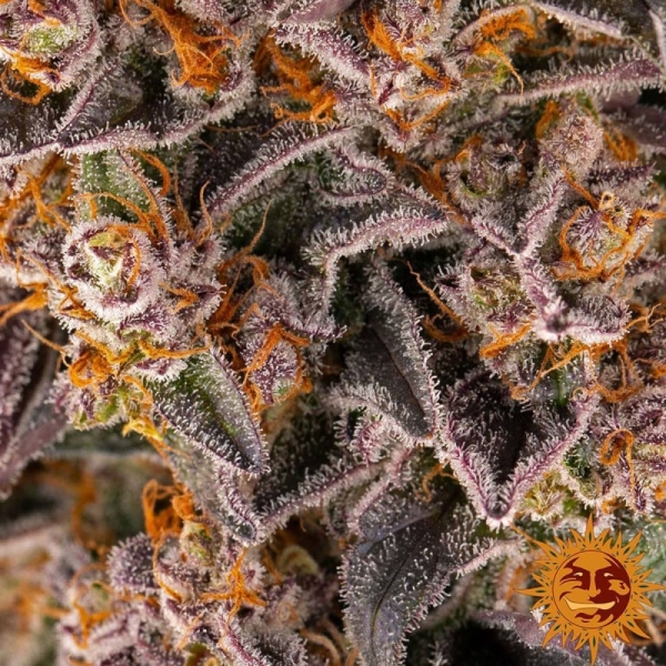 Barney's Farm Girl Scout Cookies