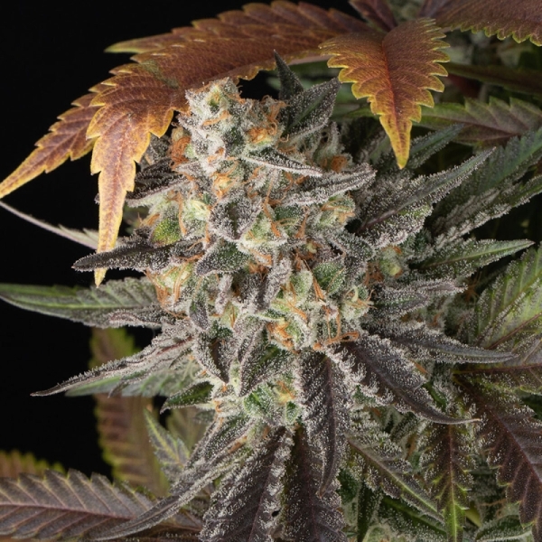 Blue Dream BF