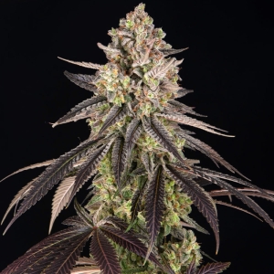 Blue Dream Barney's Farm