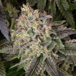 Barney's Farm Blue Dream