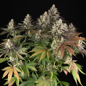 BF Barney's Farm