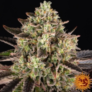 BF Apple Fritter