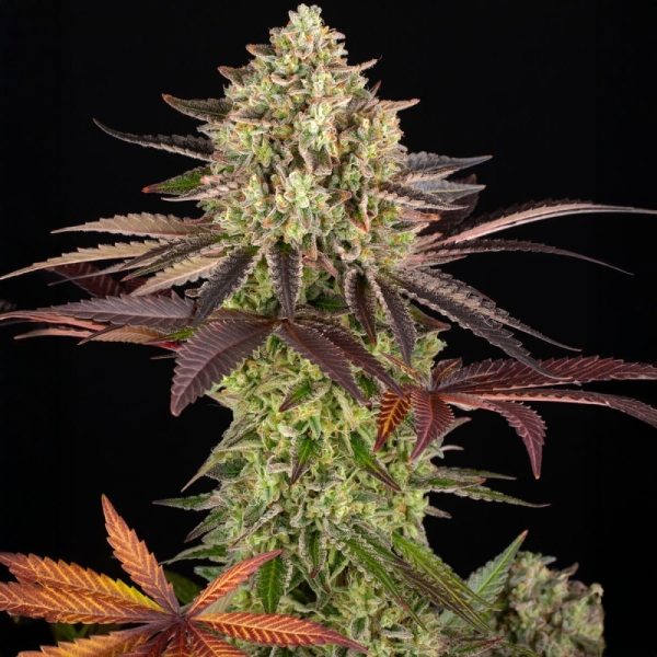 Barney's Farm Apple Fritter
