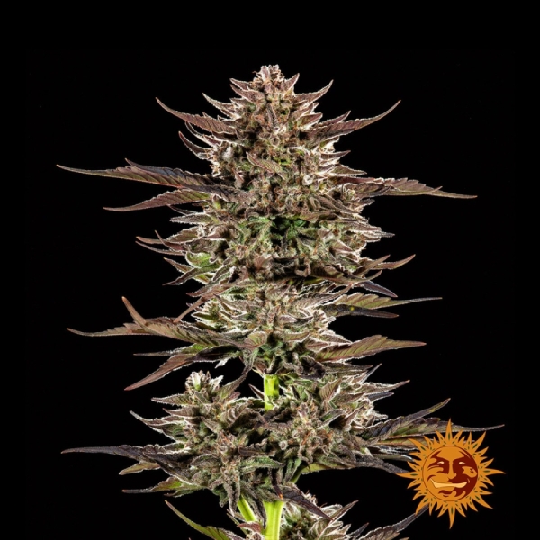 Frosted Zinn x 3 Bears OG Auto