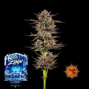 Barney's Farm Frosted Zinn x 3 Bears OG Auto