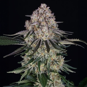 Barney's Farm Sour Diesel Auto