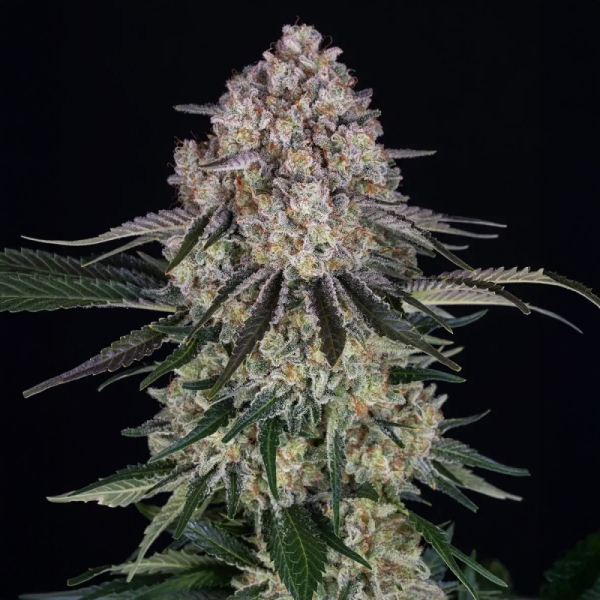 Barney's Farm Sour Diesel Auto