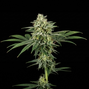 Insane OG Barney's Farm