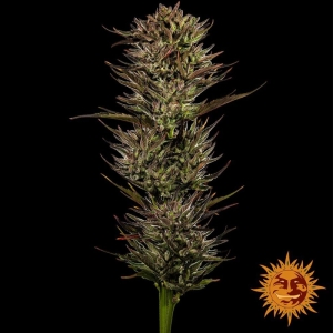 Barney's Farm Thin Mint x Sour Pinot Auto