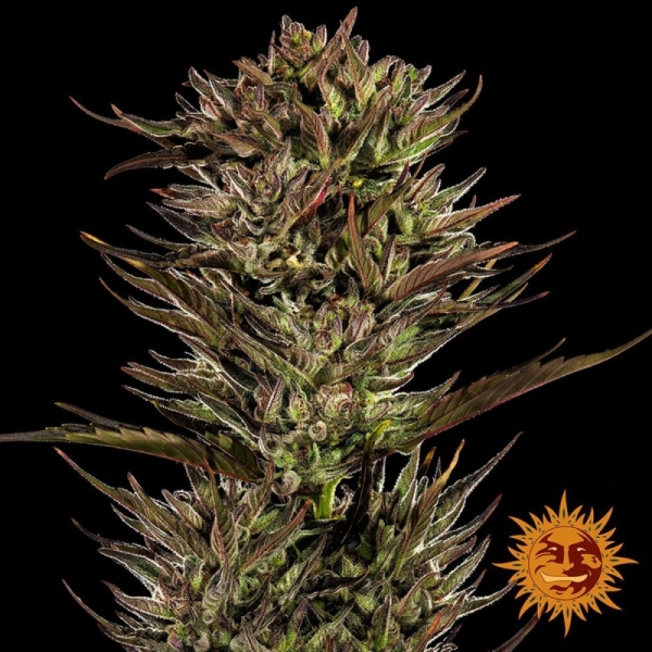 BF Thin Mint x Sour Pinot Auto