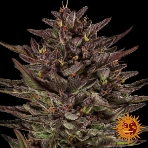 BF Frosted Zinn x Cookie Dog Auto