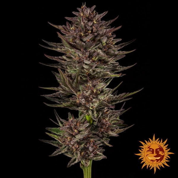 Frosted Zinn x Cookie Dog Auto BF