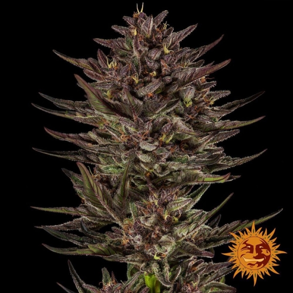 Frosted Zinn x Cookie Dog Auto