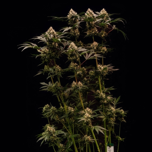 Cosmic Cheddar F1