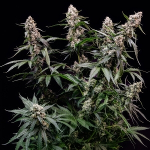 Orbital Banana F1 RQS