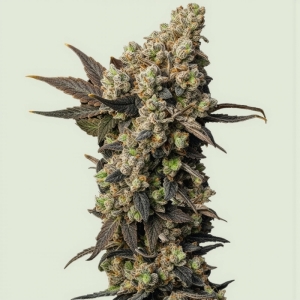 Royal Queen Seeds Astro Lemonade F1