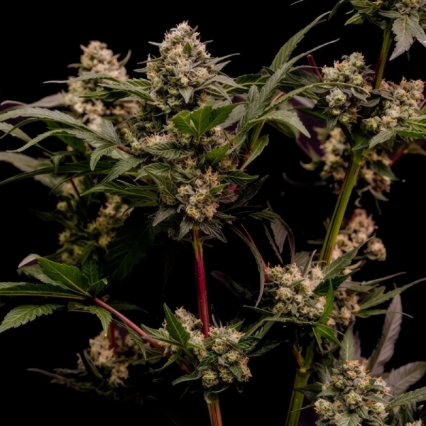 Astro Lemonade F1 RQS