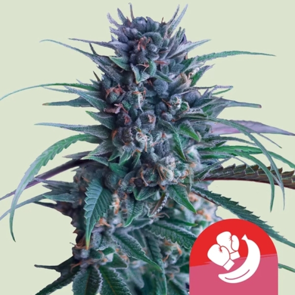 Banana Brawler RQS