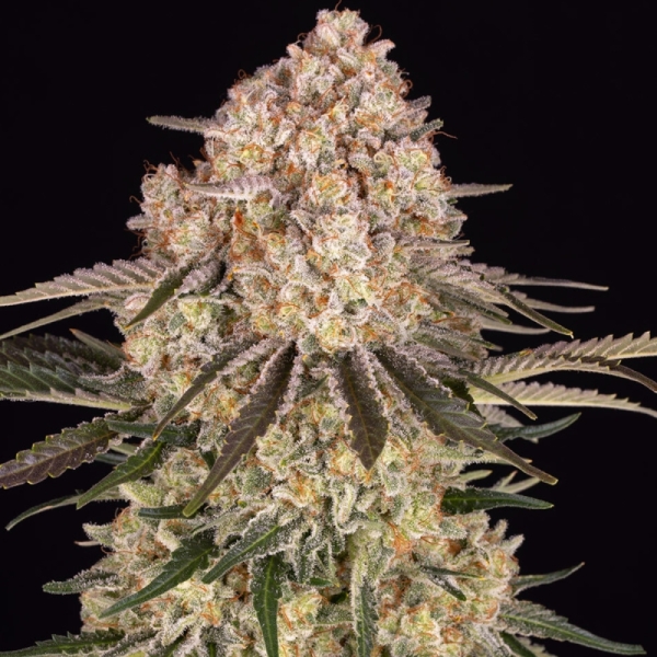 AK Barney's Farm