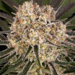 Barney's Farm AK