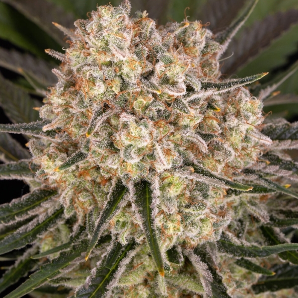 Barney's Farm AK