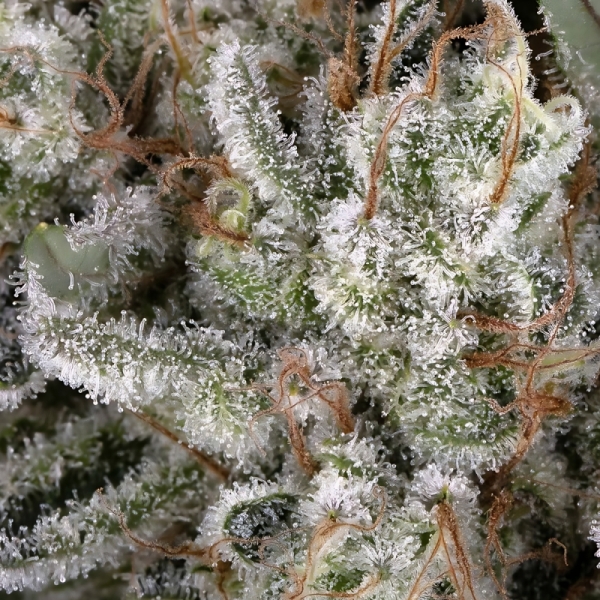 Amnesia Haze BF
