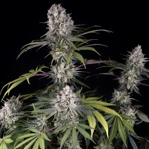 Amnesia Haze Barney's Farm