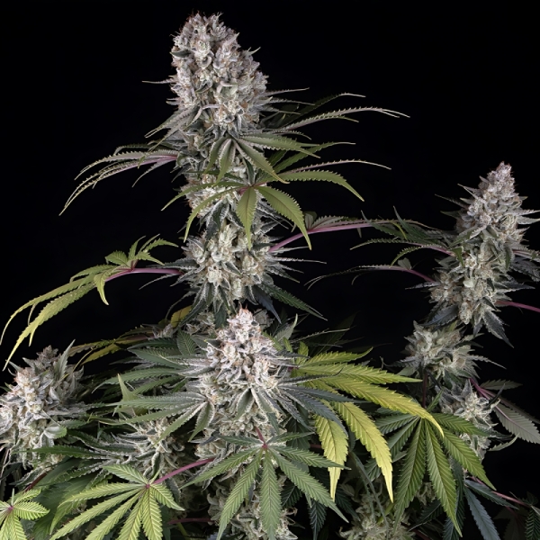 Amnesia Haze Barney's Farm