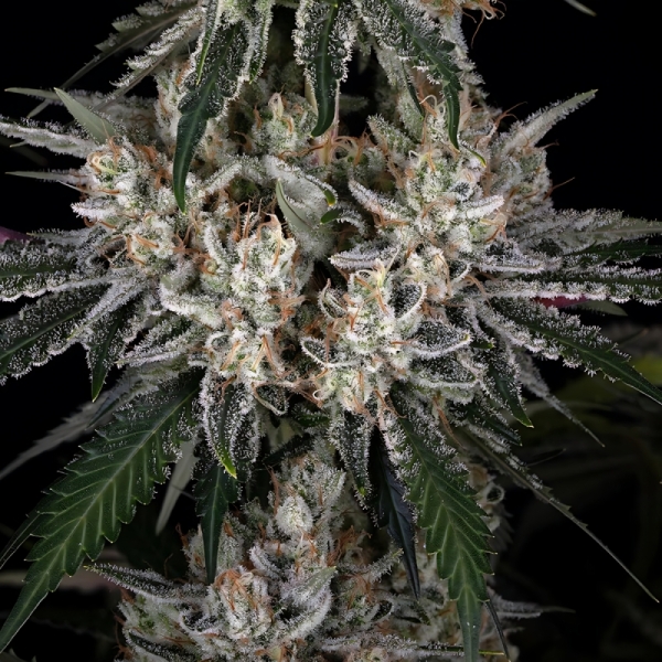 BF Amnesia Haze