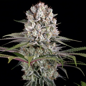 Barney's Farm Amnesia Haze