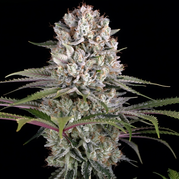 Barney's Farm Amnesia Haze