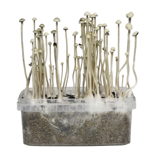 Stealthbox Growkit Copelandia Hawaiian