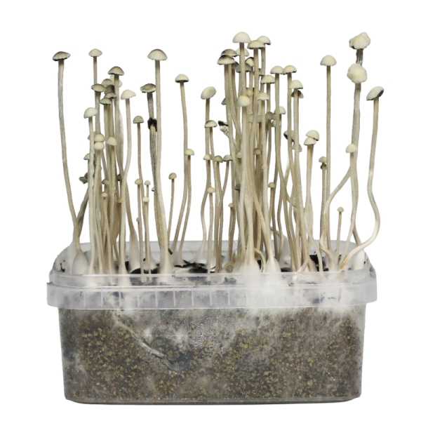 Stealthbox Growkit Copelandia Hawaiian