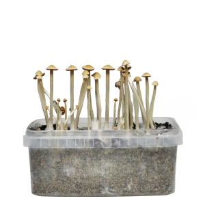 Stealthbox Kit de cultivo Copelandia Blue Spring Red Spore