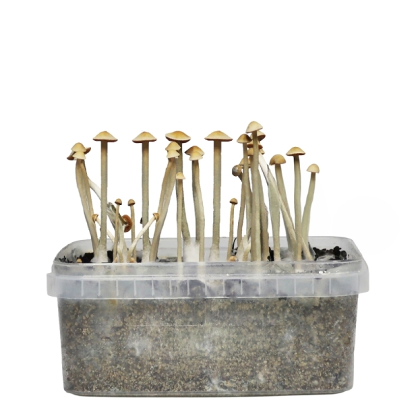 Stealthbox Kit de cultivo Copelandia Blue Spring Red Spore