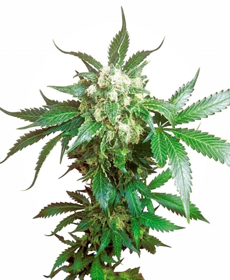 Sensi Seed Bank Black Domina 