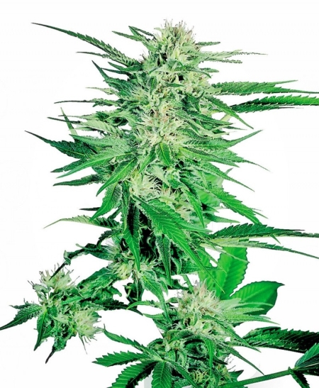 Sensi Seed Bank Big Bud