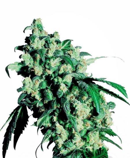 Sensi Seed Bank Super Skunk