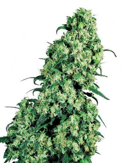 Sensi Seed Bank Skunk 1