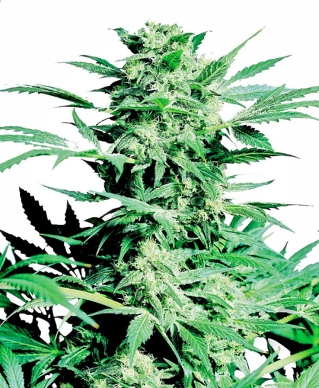 Sensi Seed Bank Shiva Skunk