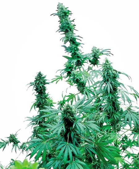 Sensi Seed Bank Early Skunk