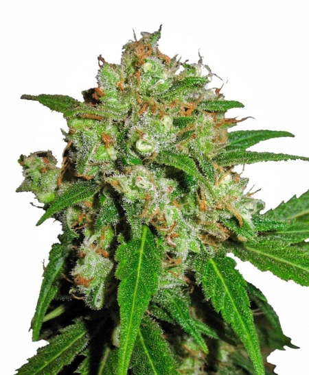 Sensi Seed Bank Sensi Skunk