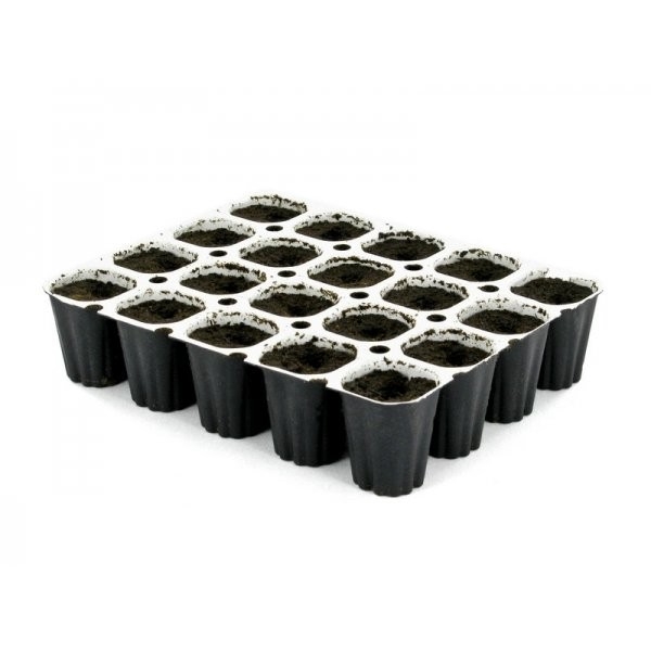 Royal Queen Seeds Easy Start