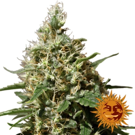 Barney's Farm Miętowy Kush