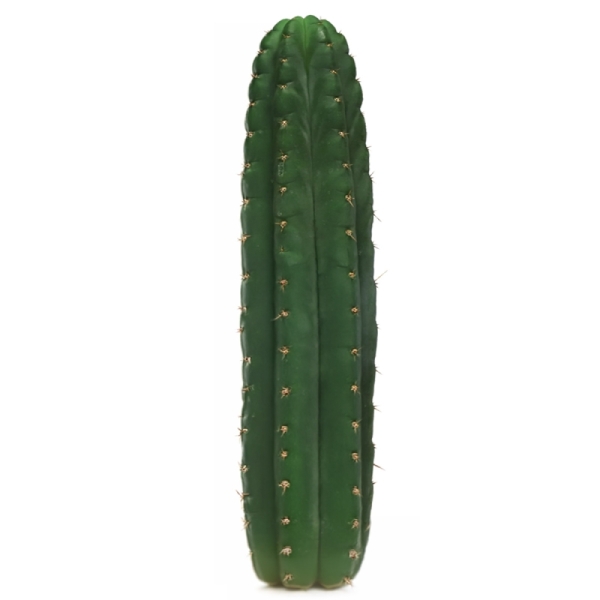 Sirius Mescalin Cacti San Pedro