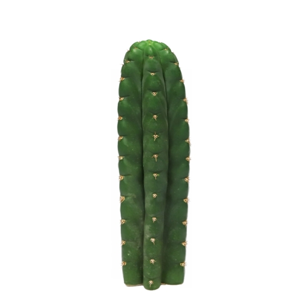 Sirius Mescalin Cacti San Pedro
