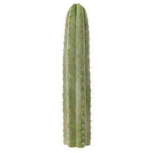 Cactus Mescalinici Sirius Cactus San Pedro (Echinopsis pachanoi)