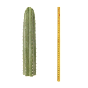 Cactus Mescalinici Sirius Cactus San Pedro (Echinopsis pachanoi)