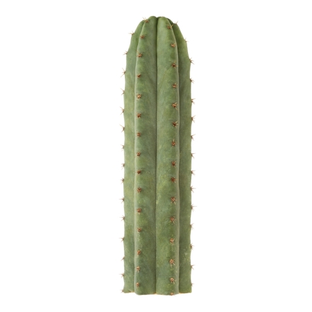 Sirius Mescaline Cactussen San Pedro
